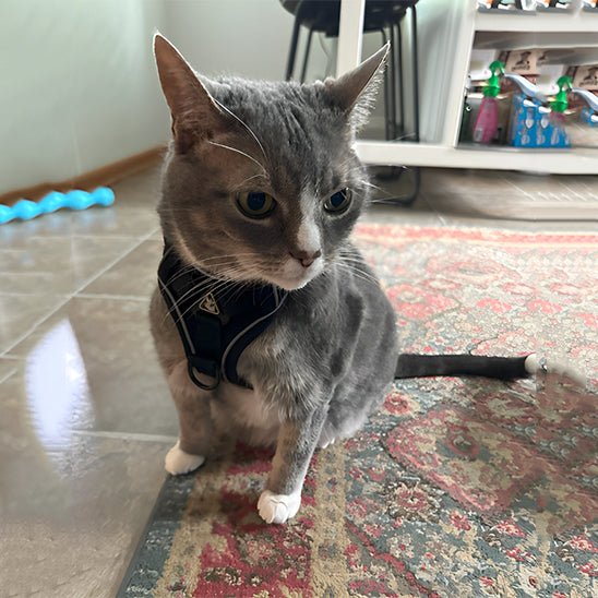 Harnais chat | Harnchat - Smart Felin