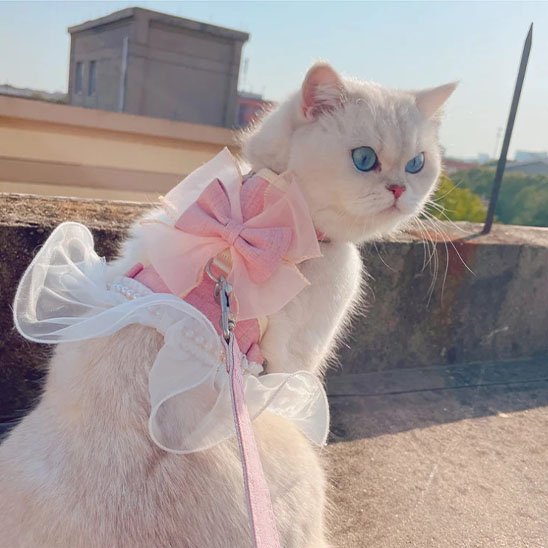 Harnais chat couleur rose et blanc