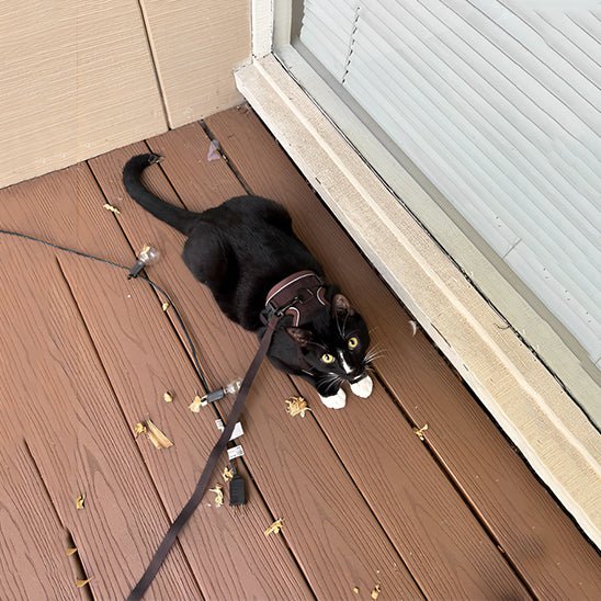 Harnais chat | Harnchat - Smart Felin