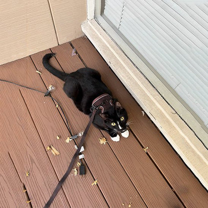 Harnais chat | Harnchat - Smart Felin