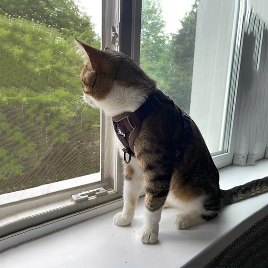 Harnais chat | Harnchat - Smart Felin