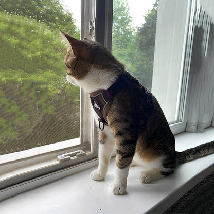 Harnais chat | Harnchat - Smart Felin