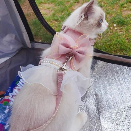 Harnais chat princesse chat blanc et gris