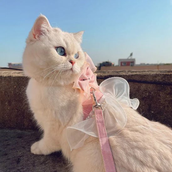 Harnais chat princesse
