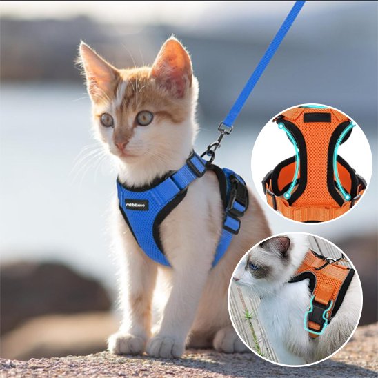 Harnais pour chat bleu chat tigré