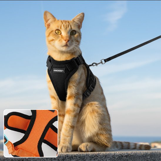 Harnais pour chat noir chat tigre