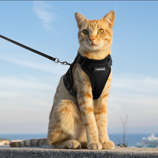 Harnais pour chat noire