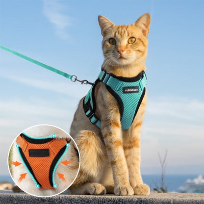 Harnais pour chat turquoise chat tigre