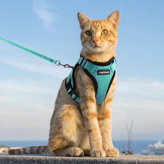 Harnais pour chat turquoise