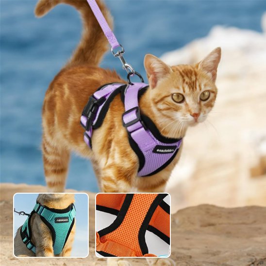 Harnais pour chat violet chat tigré