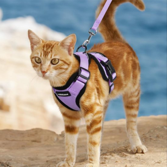 Harnais pour chat violet